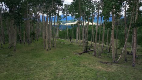 Aspen-Trees-Ridgway-Telluride-airport-Colorado-Summer-yellow-wildflowers-Last-Dollar-Road-aerial-drone-Mount-Sneffels-Wilderness-ranchland-San-Juan-Rocky-Mountains-Uncompahgre-Forest-forward-pan-up