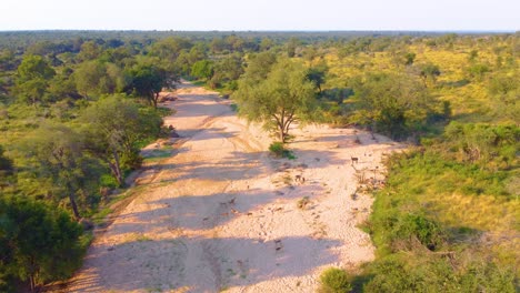 Drone-moves-from-above-to-zoom-in-on-green-tree-in-lush-forest-with-pathway-at-Mjejane-Game-Reserve,-South-Africa