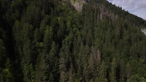 Spruce-tree-top-view-in-beautiful-Klontal-valley-in-Swiss-alps,-Aerial