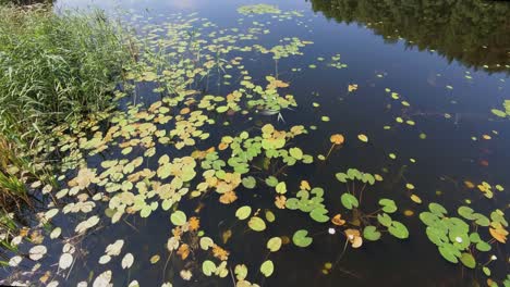 A-serene-lakeside-view-with-calm-water,-floating-lily-pads,-and-surrounding-greenery