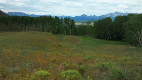 Flores-Silvestres-Amarillas-De-Verano,-último-Dólar,-Camino,-Aeropuerto-De-Telluride,-Colorado,-Dron-Aéreo,-Bosque-De-Uncompahgre,-Desierto-De-Mount-Sneffels,-árboles-De-álamo,-Ranchos,-San-Juan,-Montañas-Rocosas,-Movimiento-Hacia-La-Izquierda