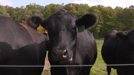 A-Black-Angus-cow-chews-the-cud-on-the-other-side-of-an-electric-fence