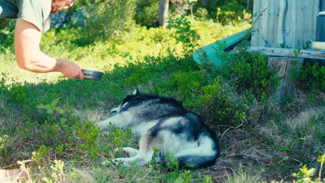 A-Man-is-Waking-His-Dog-to-Feed-it-Near-iMalitjønna-in-Indre-Fosen,-Trøndelag,-Norway---Static-Shot