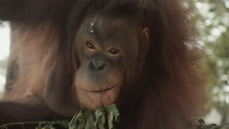 Cinematic-tracking-shot-of-orangutan-sitting-in-nest-in-tree-in-rainforest