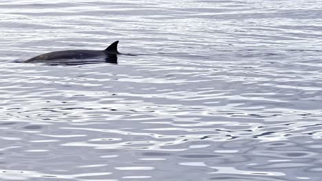 A-pod-of-beautiful-and-rare-Beaked-whales-emerge-from-the-glossy-sunlit-ocean's-surface-showing-their-tiny-dorsal-fins-and-blowholes