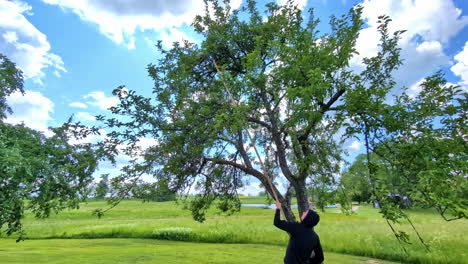 Man-use-special-harvest-device-to-gather-apples-from-tree-top