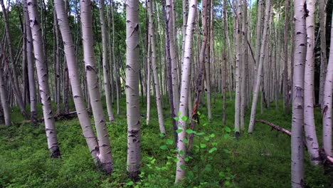 Summer-Colorado-Rocky-Mountains-aerial-drone-Telluride-airport-Ridgway-Last-Dollar-Road-Aspen-Trees-Groove-Forest-green-Ouray-Silverton-San-Juan-Mount-Sneffels-Wilson-Peak-gimbal-smooth-left-motion