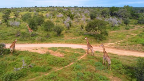 Herd-Of-Cape-Giraffe-In-Savannah-At-Mjejane-Game-Reserve,-South-Africa