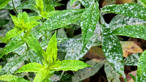 Green-Garden-Leaves-Covered-in-Powdery-Mildew,-Displaying-Signs-of-Plant-Disease