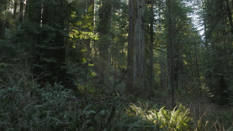 Morning-sun-rays-shining-through-Redwood-cedar-trees-in-Redwoods-National-Park,-California