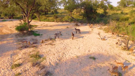 Waterbuck-and-gazelles-on-the-Mjejane-Game-Reserve,-South-Africa