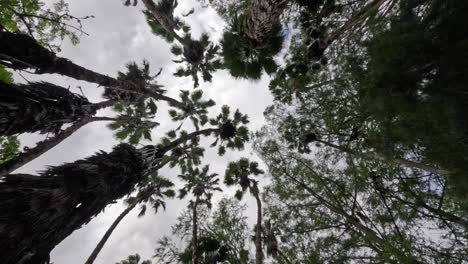 Midnght-look-from-the-bottom-to-the-top-of-the-trees,-the-movements-of-the-river-and-high-trunks