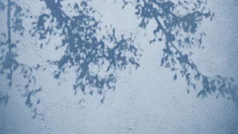 Tree-branches-shadow-on-textured-blue-wall