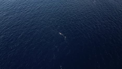 Aerial-View-Of-Whale-Swimming-Offshore-In-Distance-In-Vast-Dark-Blue-Ocean,-Comoros-Islands