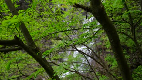 Rack-focus-from-a-waterfall-to-green-leaves-of-Chinese-forest