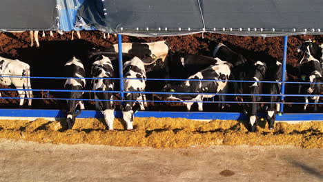 Sustainable-Dairy-Farming:-Efficient-Open-Air-Livestock-Management