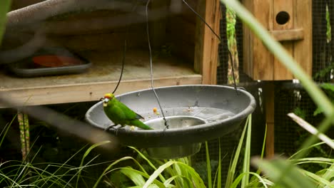 A-Yellow-Crowned-Parakeet-timidly-finds-something-to-eat-before-flying-away