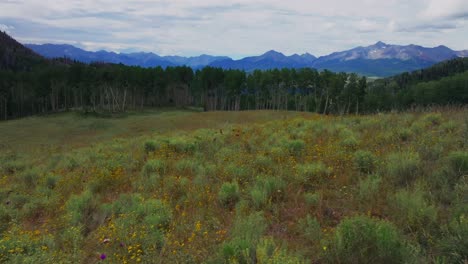 Summer-yellow-wildflowers-Last-Dollar-Road-Ridgway-Telluride-airport-Colorado-aerial-drone-Uncompahgre-Forest-Mount-Sneffels-Wilderness-Aspen-Trees-ranchland-San-Juan-Rocky-Mountains-Dallas-Range-left