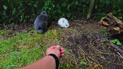 Two-rabbits,-one-gray-and-one-white,-in-a-grassy-outdoor-enclosure-near-a-wire-fence