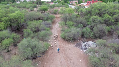 In-the-mountains-you-find-a-little-shepherd-who-herds-sheep