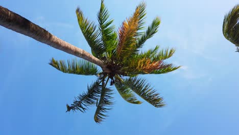 Playa-Idílica-Con-Palmeras-En-Las-Maldivas,-Océano-Índico