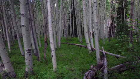 Aspen-Trees-Groove-Forest-green-summer-Colorado-Rocky-Mountains-aerial-drone-gimbal-smooth-forward-slow-Telluride-airport-Ridgway-Last-Dollar-Road-Ouray-Silverton-San-Juan-Mount-Sneffels-Wilson-Peak