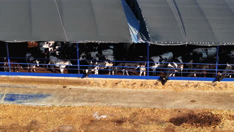 Sustainable-Dairy-Farming:-Efficient-Open-Air-Livestock-Management