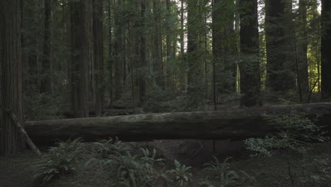 Huge-fallen-tree-across-trail-in-Redwood-Cedar-forest,-filming-location-of-Return-of-the-Jedi,-aerial-flight-over-top