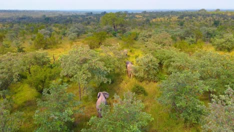 African-elephants-walking-together-as-a-trunk,-Mjejane-Game-Reserve,-South-Africa