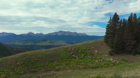 Telluride-Colorado-Schafe-Herde-Landwirtschaft-Ranchland-Parallaxe-Luftdrohne-Sommer-Last-Dollar-Road-Mount-Sneffels-Wildnis-San-Juan-Rocky-Mountains-Range-Flughafen-Uncompahgre-Wald-Blauer-Himmel-Heranzoomen