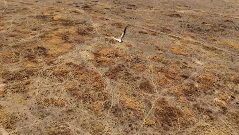 Endangered-Cape-Vulture-in-South-Africa's-Limpopo-region,-soaring-high-in-the-sky,-showcasing-its-impressive-wingspan