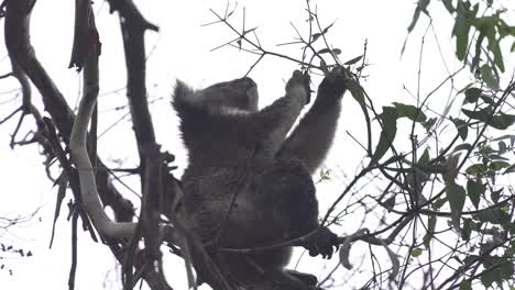 Wild-koala-sitting-on-a-branch-while-eating-tree-leaves,-closeup-handheld