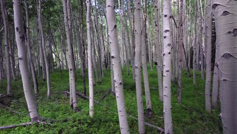 Summer-Colorado-Rocky-Mountains-aerial-drone-Telluride-airport-Ridgway-Last-Dollar-Road-Aspen-Trees-Groove-Forest-green-Ouray-Silverton-San-Juan-Mount-Sneffels-Wilson-Peak-gimbal-backwards-motion