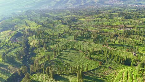 Aerial-view-of-agricultural-field-on-sunny-morning