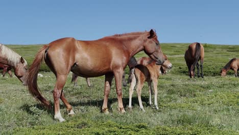 A-mare-stands-protectively-next-to-her-foal-in-a-green-pasture-under-a-clear-blue-sky