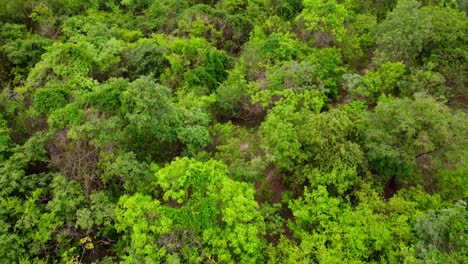 Dosel-De-Bosque-Tropical-Verde-Y-Espeso---Vista-Inclinada-Hacia-Abajo