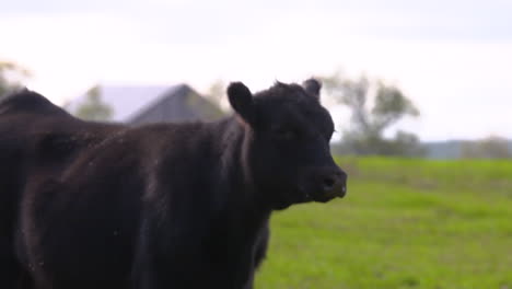 A-Black-Angus-beef-cow-stands-in-a-green-pasture