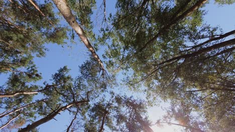 Low-angle-view-of-tall-trees-with-green-leaves-reaching-toward-the-sky,-set-against-a-clear-blue-background