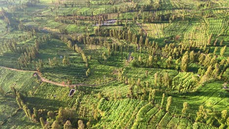 Drone-view-of-tropical-green-plantation,-Indonesia