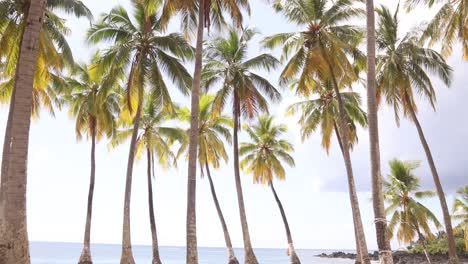 Palmeras-En-Una-Hermosa-Playa-De-Arena-Tropical-En-Un-Día-Soleado-De-Verano-En-Comoras,-Vista-Panorámica