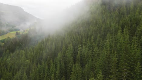 Vista-Aérea-Que-Captura-Un-Denso-Bosque-De-Coníferas-Envuelto-En-Niebla-Y-Neblina,-Creando-Una-Atmósfera-Tranquila-Y-Misteriosa.