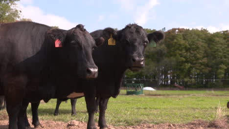 Black-Angus-cows-chew-the-cud-in-the-pasture,-slow-motion