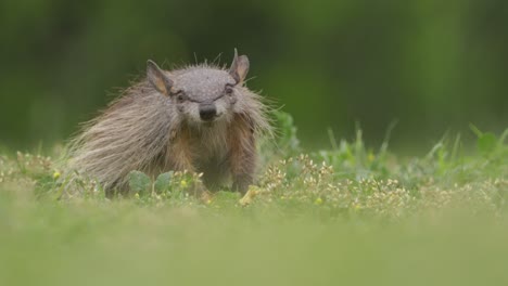 Screaming-Hairy-Armadillo-is-a-rare-species-of-armadillo