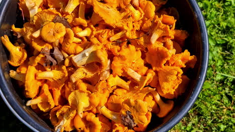 Large-metal-bowl-filled-with-freshly-harvested-chanterelle-mushrooms,-close-up