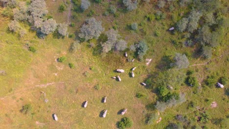 Majestic-view-of-elephants-roaming-free-in-wild-at-Mjejane-Game-Reserve,-South-Africa