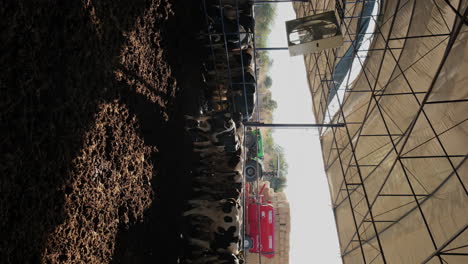 Modern-Dairy-Farm-Operations:-A-Close-Look-at-Cattle-Care