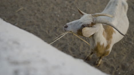 Slow-motion-shot-of-a-white-and-brown-goat-chewing-on-straw-in-a-pen