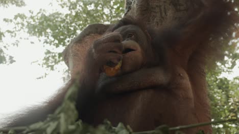 Orangutan-is-eating-some-fruits,-probably-mango,-high-in-the-tree