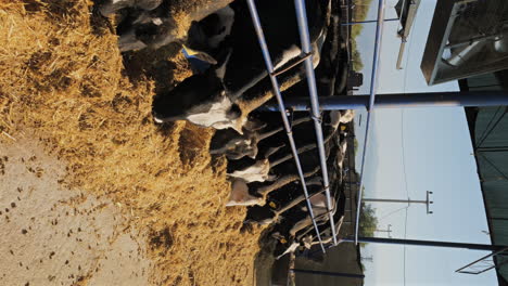 From-Pasture-to-Dairy:-How-Cattle-Thrive-on-Modern-Farms