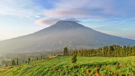 Drone-fly-over-beautiful-tobacco-plantation-with-huge-mountain-on-the-background